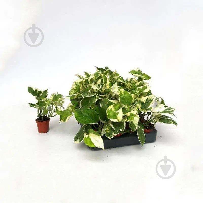 Рослина Епіпремнум 06х10 N'joy - фото 1 Рослина Епіпремнум 06х10 N'joy - фото 1