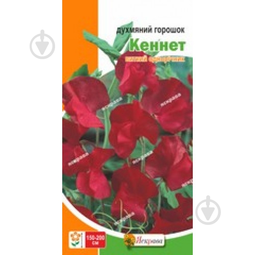 Семена Яскрава горошек душистый Кеннет (красный) - фото 1 Семена Яскрава горошек душистый Кеннет (красный) - фото 1