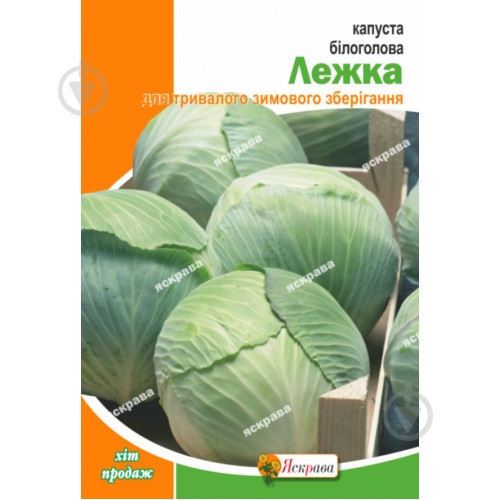 Семена капуста белокочанная Лежка Яскрава - фото 1