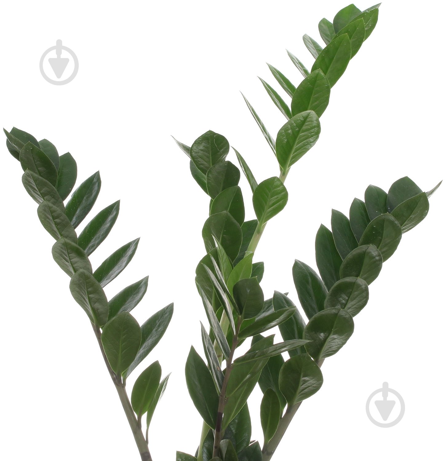 Растение Замиокулькас 12/60 - фото 2 Растение Замиокулькас 12/60 - фото 2