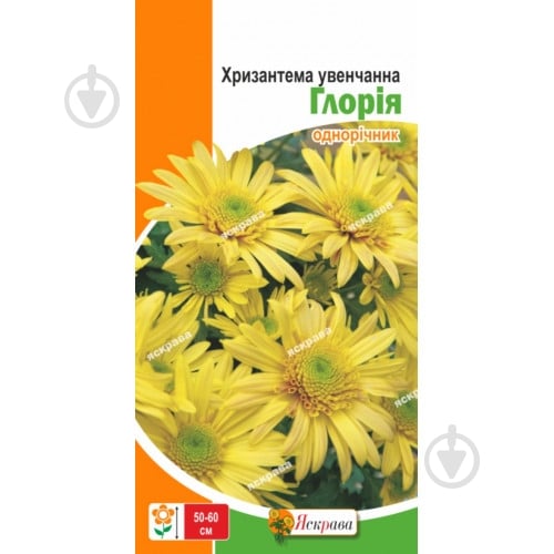 Семена Яскрава хризантема Глория - фото 1