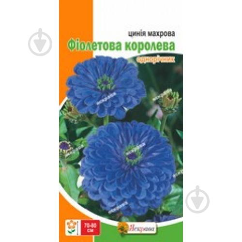 Семена Яскрава цинния Цинния Махрова Фиолетовая Королева - фото 1