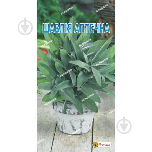 Семена Яскрава шалфей лекарственный - фото 1 Семена Яскрава шалфей лекарственный - фото 1