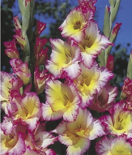 Цибулина Яскрава Гладіолус Cheops 3 шт. - фото 1