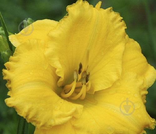 Кореневище Яскрава Лілейник Ever so Ruffled 1 шт. - фото 1
