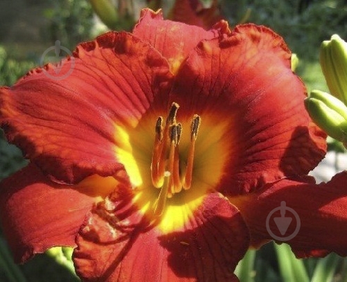 Кореневище Яскрава Лилейник Mid Winter Fire 1 шт. - фото 1