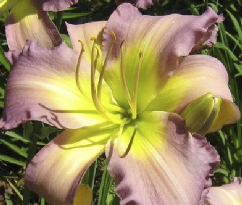 Корневище Яскрава Лилейник Regency Heights 1 шт. - фото 1 Корневище Яскрава Лилейник Regency Heights 1 шт. - фото 1