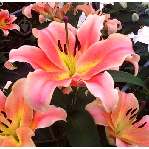 Луковица Яскрава Лилия OT гибрид Red Hot 1 шт. - фото 1