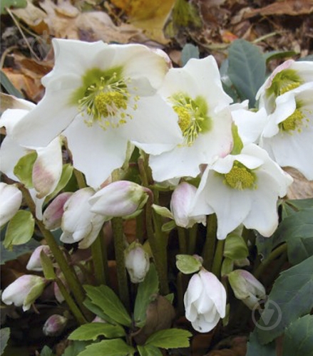 Корневище Яскрава Морозник Niger 1 шт. - фото 1