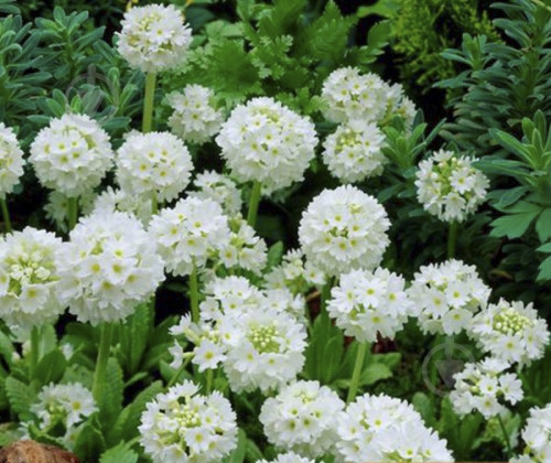 Корневище Яскрава Примула Белая 1 шт. - фото 1