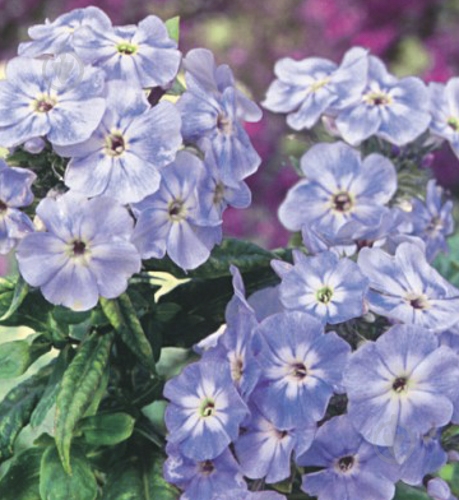 Корневище Яскрава Флокс Blue Boy 1 шт. - фото 1 Корневище Яскрава Флокс Blue Boy 1 шт. - фото 1