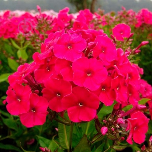 Кореневище Яскрава Флокс Miss Mary 1 шт. - фото 1 Кореневище Яскрава Флокс Miss Mary 1 шт. - фото 1