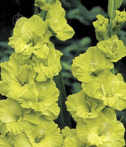 Луковица Яскрава Гладиолус Green Star 3 шт. - фото 1