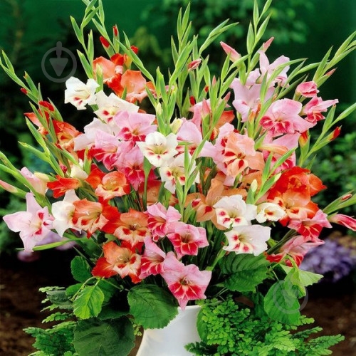 Луковица Яскрава Гладиолус нанус Смесь 3 шт. - фото 1 Луковица Яскрава Гладиолус нанус Смесь 3 шт. - фото 1