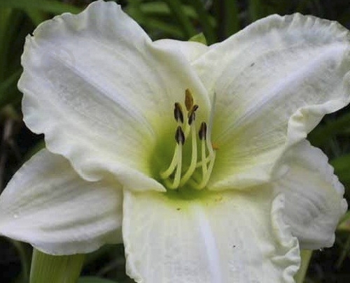 Корневище Яскрава Лилейник White Temptation 1 шт. - фото 1