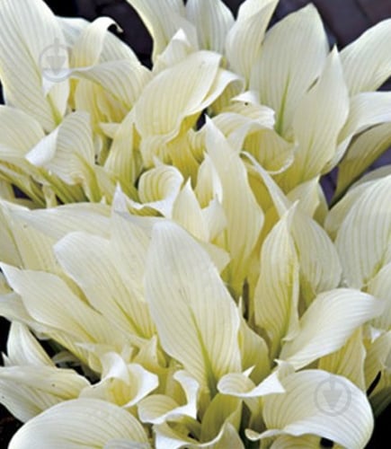 Корневище Яскрава Хоста White Feather 1 шт. - фото 1 Корневище Яскрава Хоста White Feather 1 шт. - фото 1