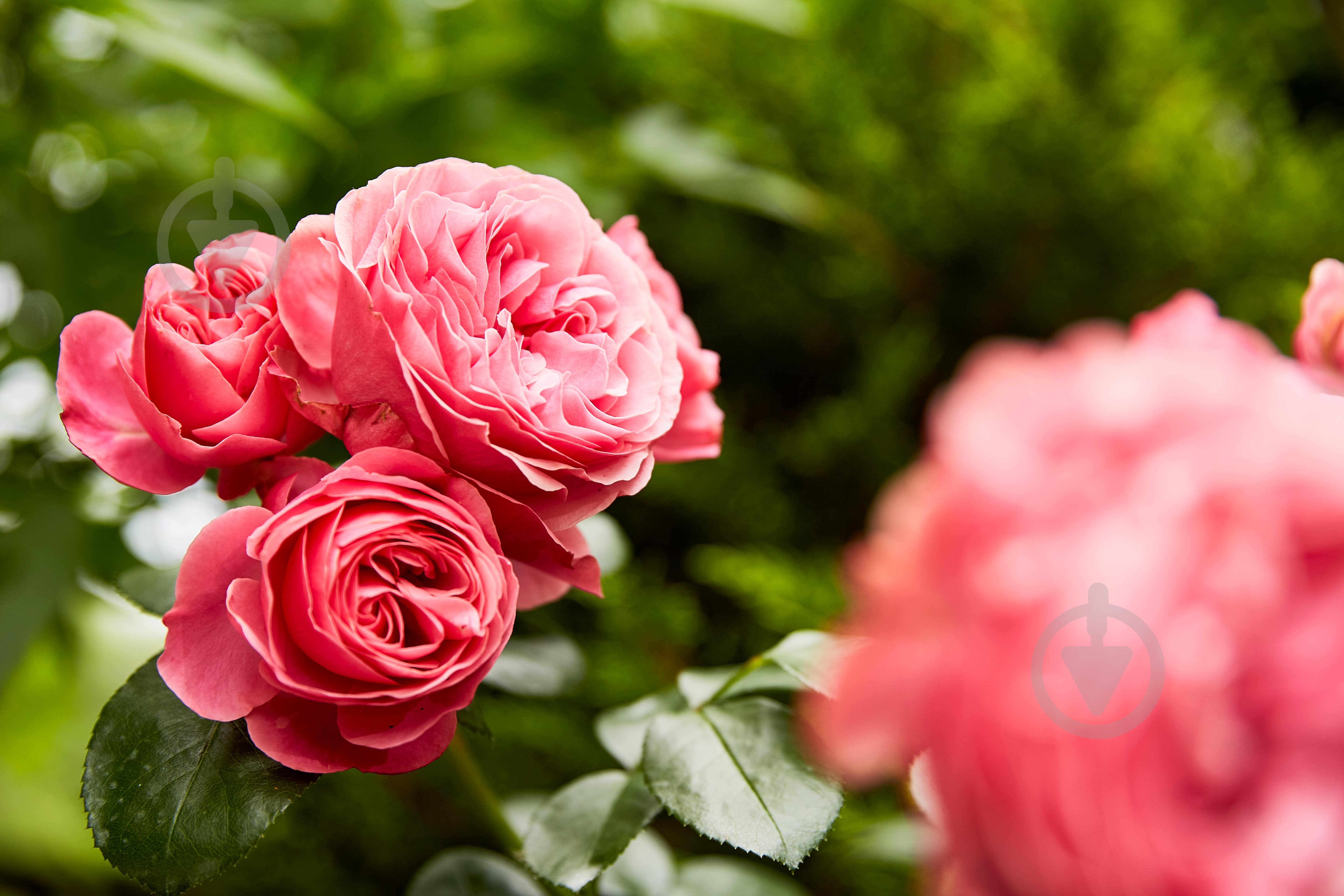 Удобрение для роз Compo 0,85 кг 1574 - фото 11