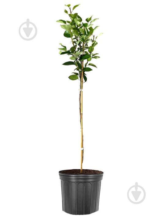 Саженец груши 1 р (C7) - фото 1