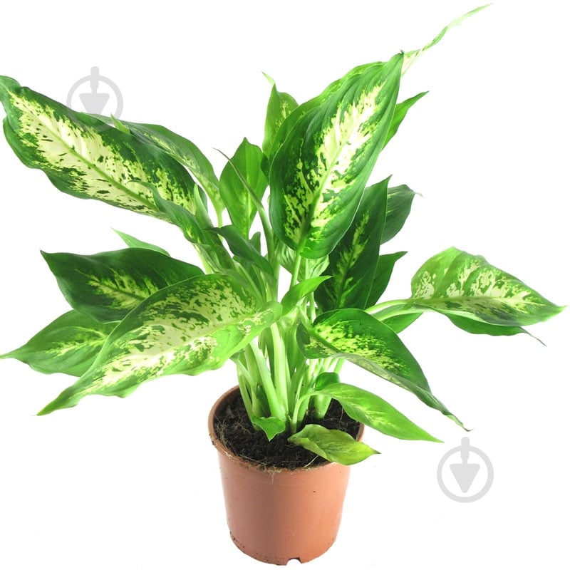 Растение комнатное Диффенбахия 12/45 микс - фото 1