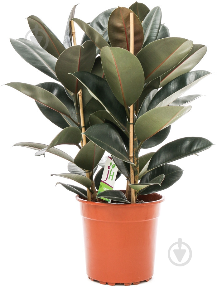 Растение комнатное фикус Робуста ø27 h110 - фото 1