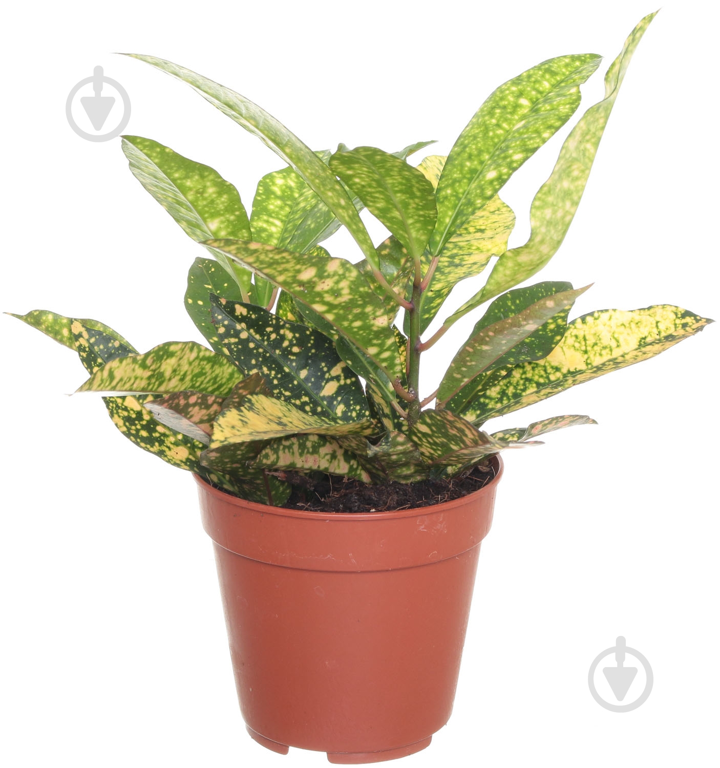 Растение Кротон 12/40 микс - фото 1