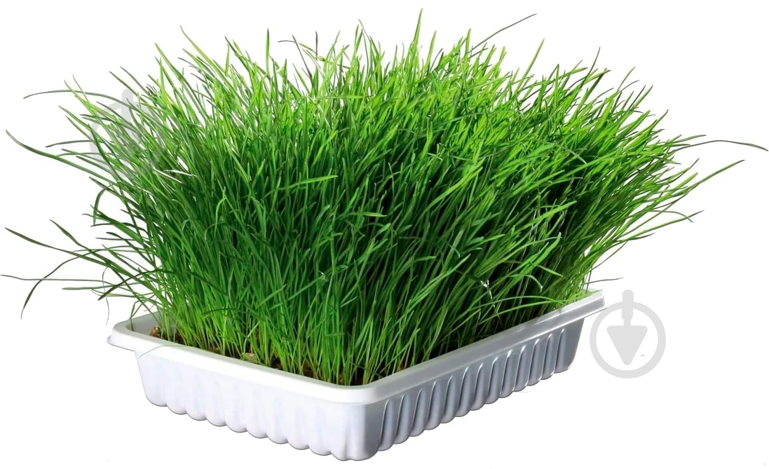 Семена Trixie для кошек отборные зерна и экологически чистый наполнитель 100 г - фото 2