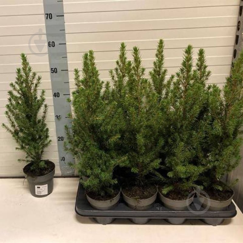 Ель 13х60 Conica - фото 1 Ель 13х60 Conica - фото 1