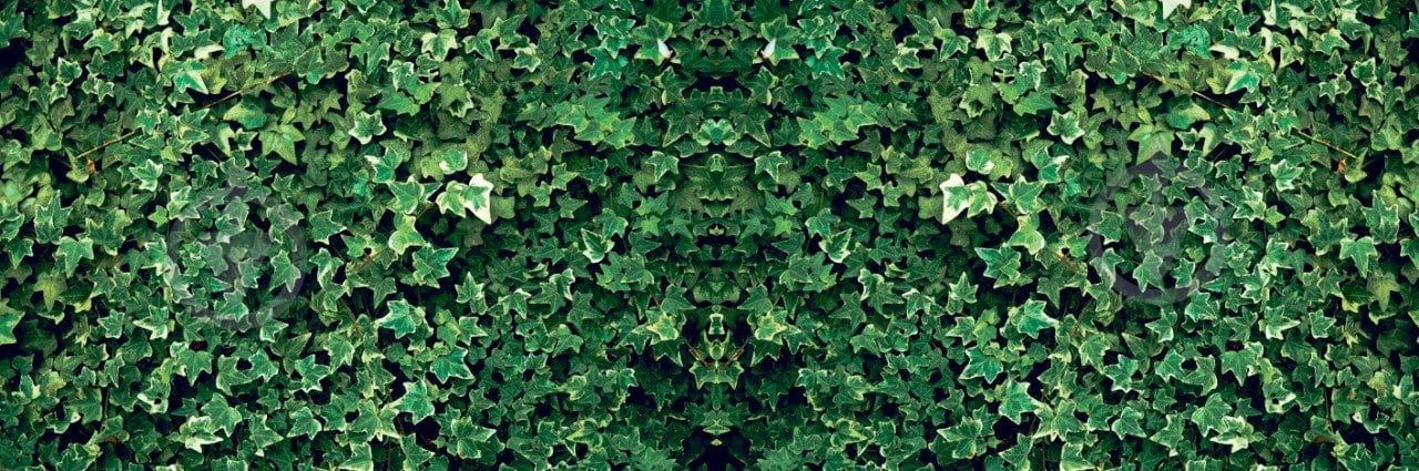 Фотосетка Зеленый плющ 300х100 см - фото 1