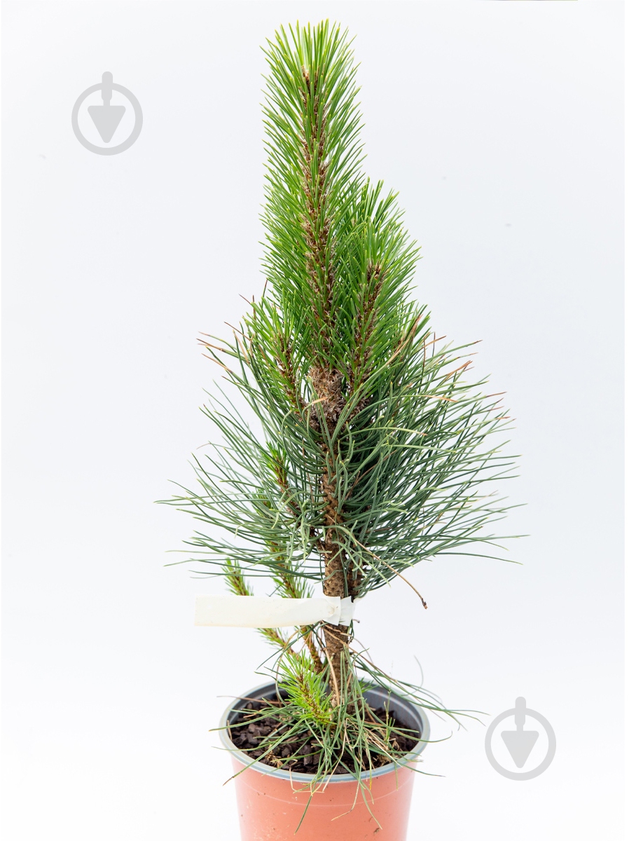 Растение Pinus nigra Fastigiata С12 - фото 1 Растение Pinus nigra Fastigiata С12 - фото 1