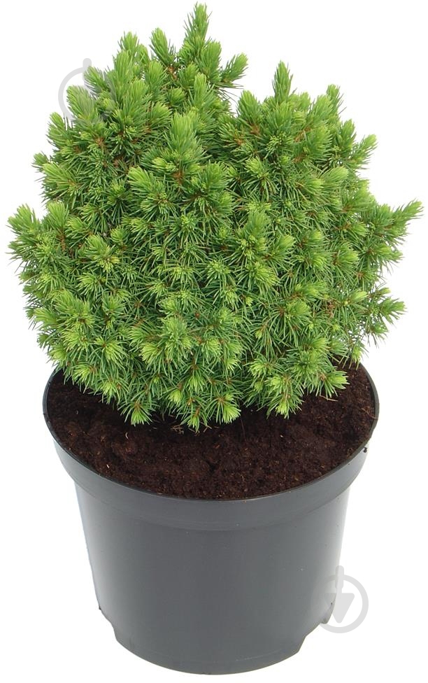 Рослина Ялина канадська Picea glauca Alberta Globe С3 - фото 1