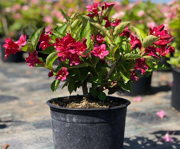 Растение Вейгела / Weigela Licufer С3 - фото 1