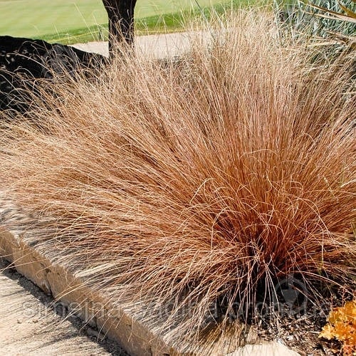 Рослина Осока / Carex buchananii Red Rooster - фото 3
