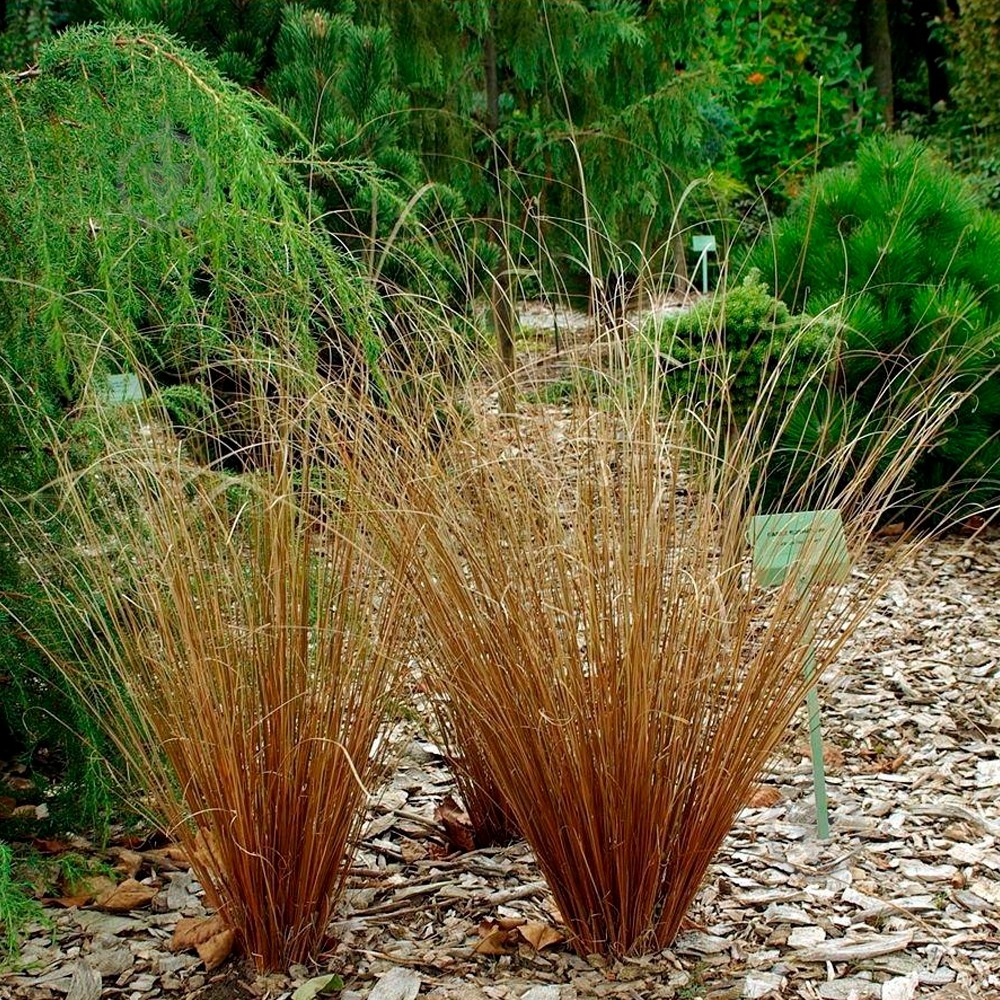 Рослина Осока / Carex buchananii Red Rooster - фото 2