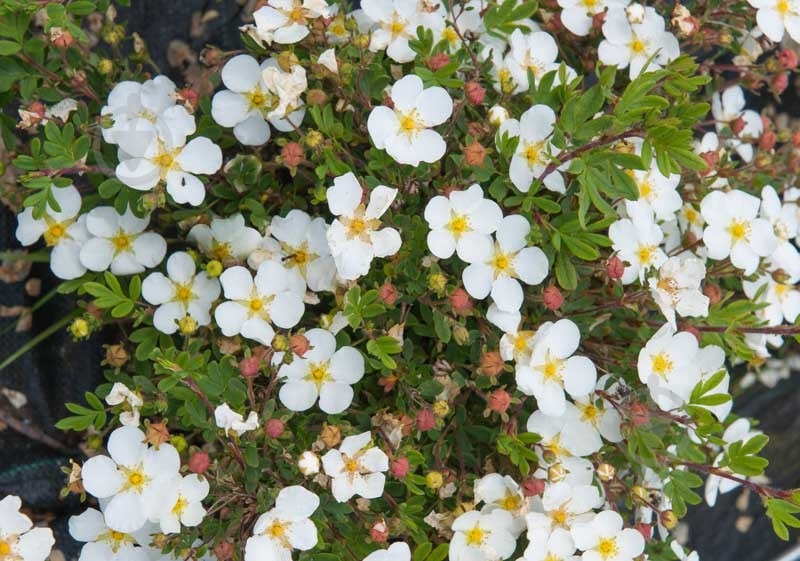 Рослина Перстач Potentilla fruticosa Abbotswood С5 - фото 1