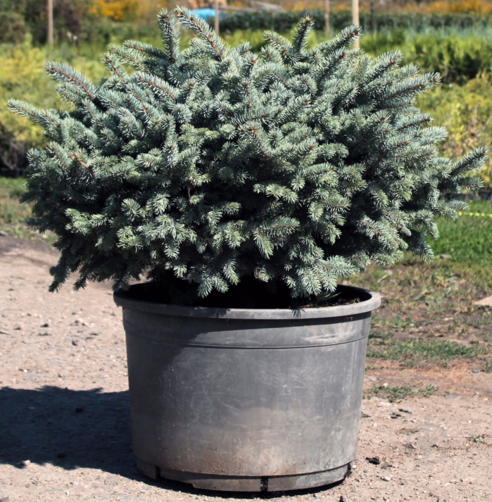 Растение Ель колючая Glauca Globosa С35 - фото 1 Растение Ель колючая Glauca Globosa С35 - фото 1