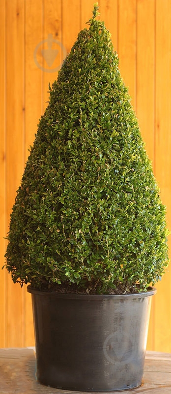 Растение Самшит Buxus sempervirens конус H100 - фото 1 Растение Самшит Buxus sempervirens конус H100 - фото 1