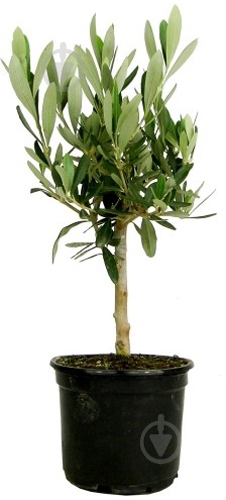 Растение Olea europaea С18 Ра - фото 1 Растение Olea europaea С18 Ра - фото 1