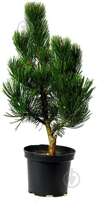 Растение Pinus leucodermis Compact Gem С7.5 - фото 1