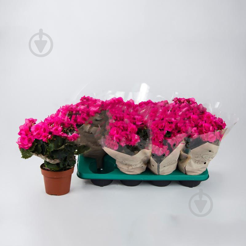 Растение Бегония 13х30 розовая Berseba (Decorum) - фото 1