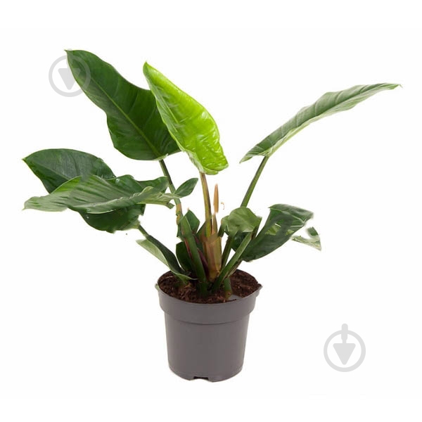 Растение Филодендрон 24х60 Imperial Green - фото 1