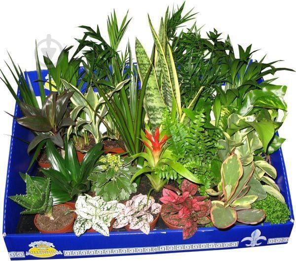 Растение микс d7 h20 - фото 1