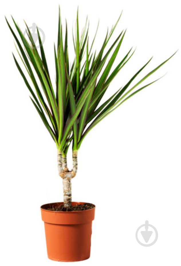 Растение Драцена Биколор Д12 В45+ - фото 1 Растение Драцена Биколор Д12 В45+ - фото 1