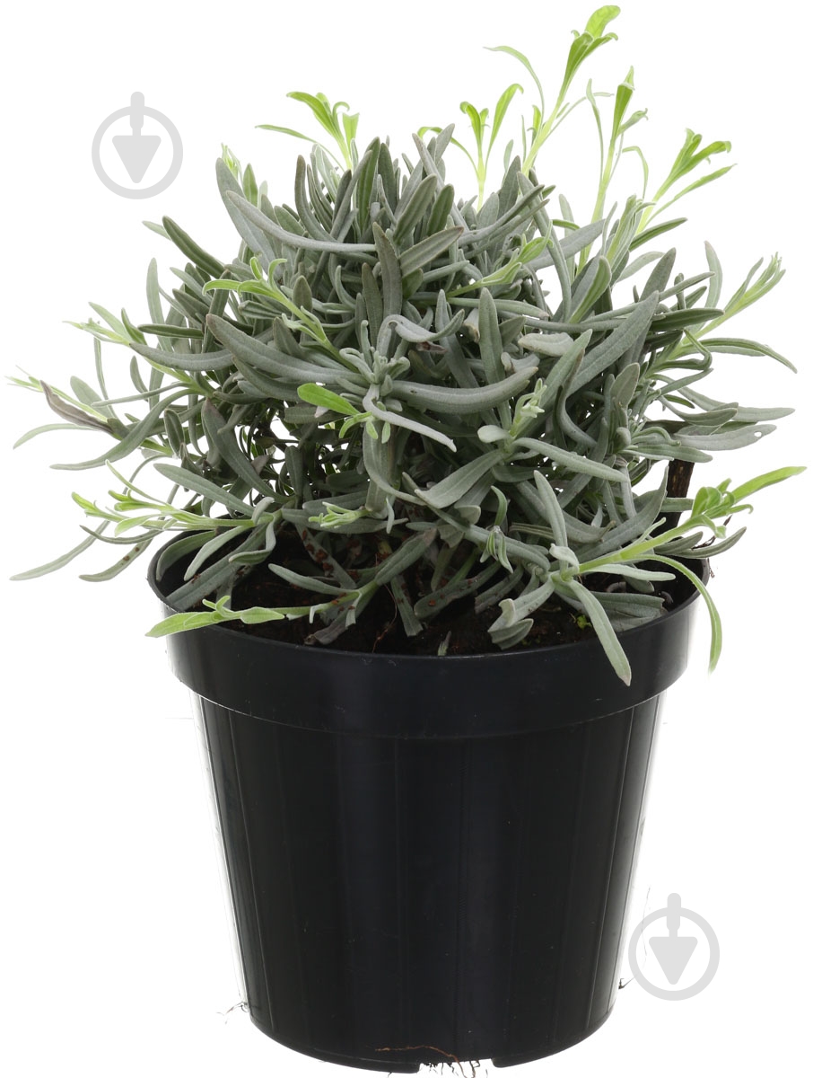 Растение Лаванда d17 - фото 1 Растение Лаванда d17 - фото 1