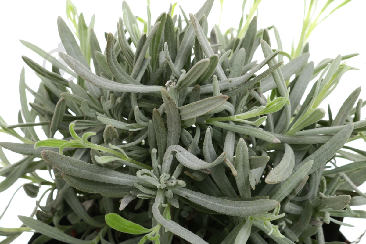 Растение Лаванда d17 - фото 2 Растение Лаванда d17 - фото 2