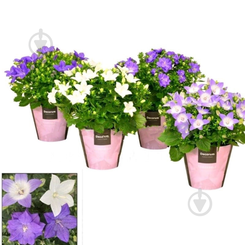 Растение Кампанула 11х20 Iso микс (decorum) - фото 1