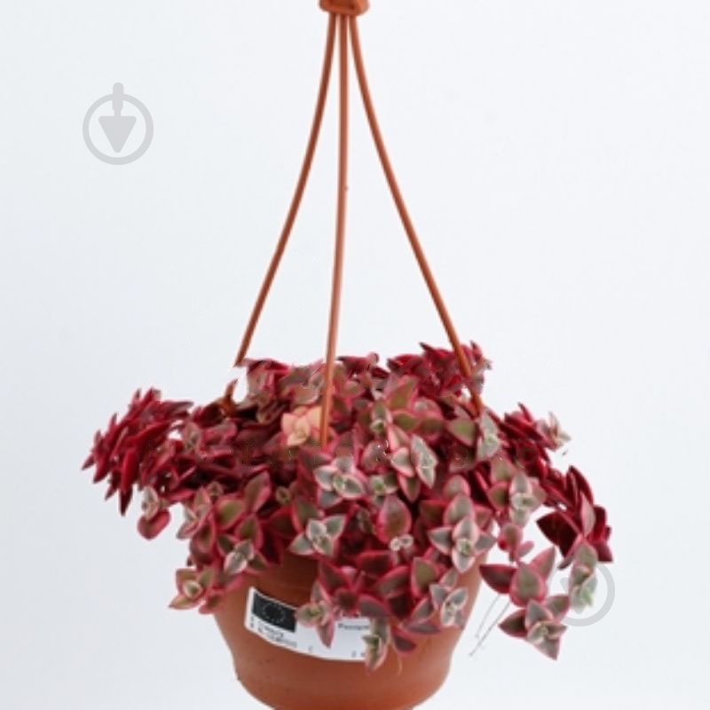 Растение Крассула 12х15 Marginalis в подвесе - фото 1