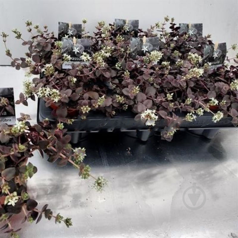 Растение Крассула 11х18 Marginalis - фото 1