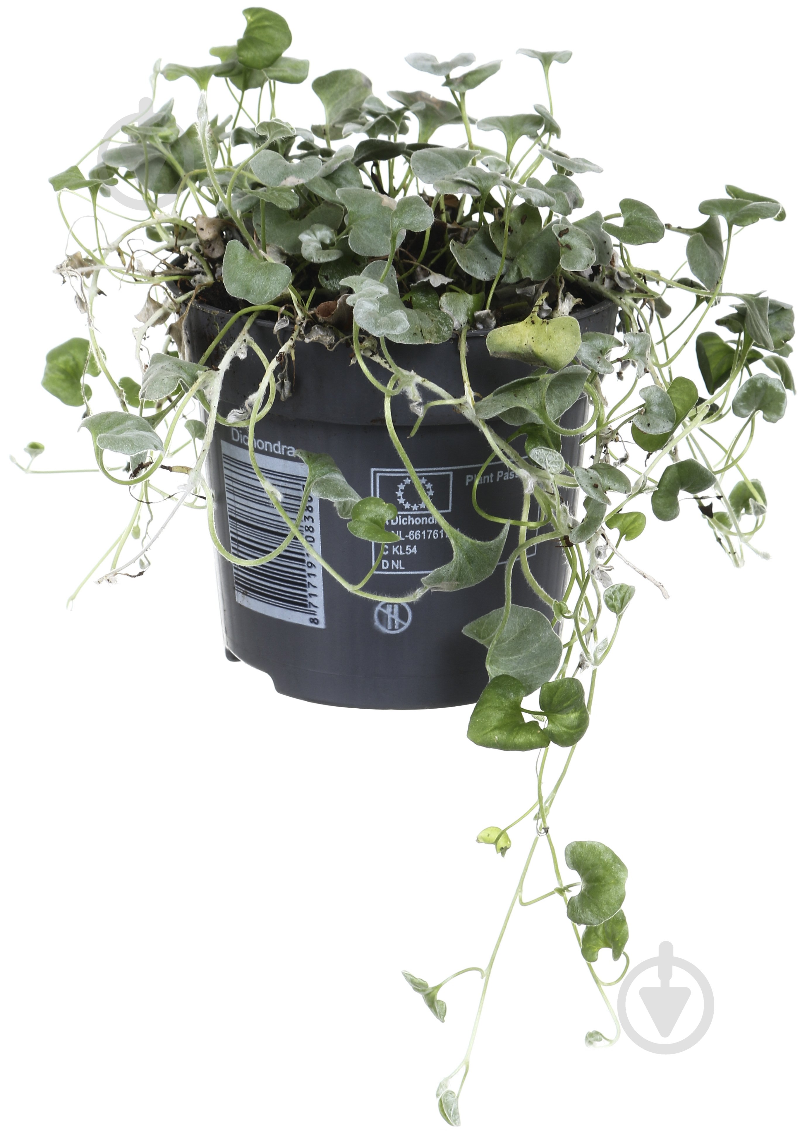 Растение Дихондра 10х15 Silver Falls - фото 1