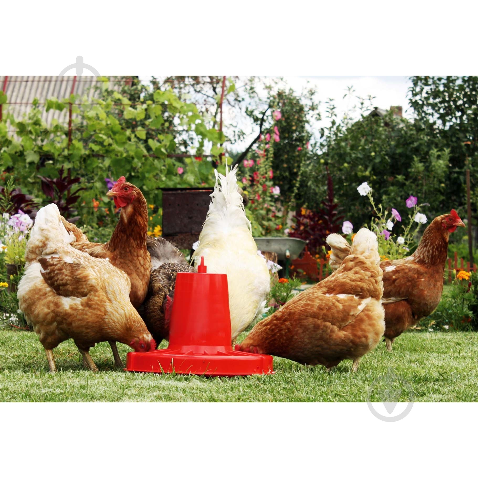 Кормушка Алеана Кормушка для птиц 36,5х30,0 см - фото 3 Кормушка Алеана Кормушка для птиц 36,5х30,0 см - фото 3