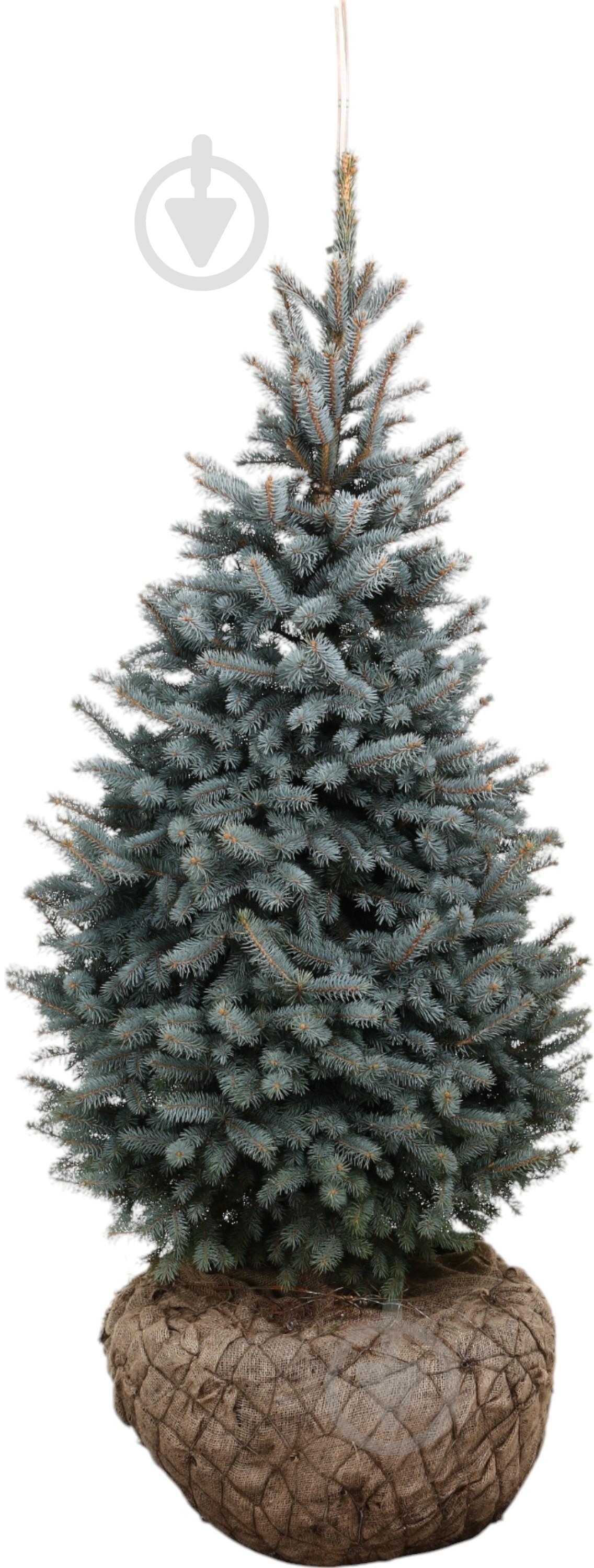 Ялинка колюча SBS H170+ WRB - фото 1